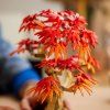 Lego botanicals 10348 5